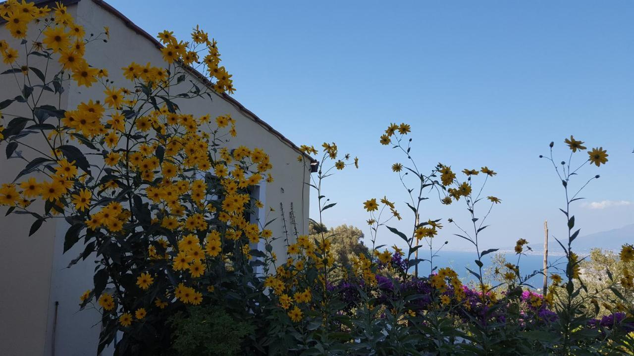 Gli Ulivi Agriturismo Sant'Agnello Ngoại thất bức ảnh