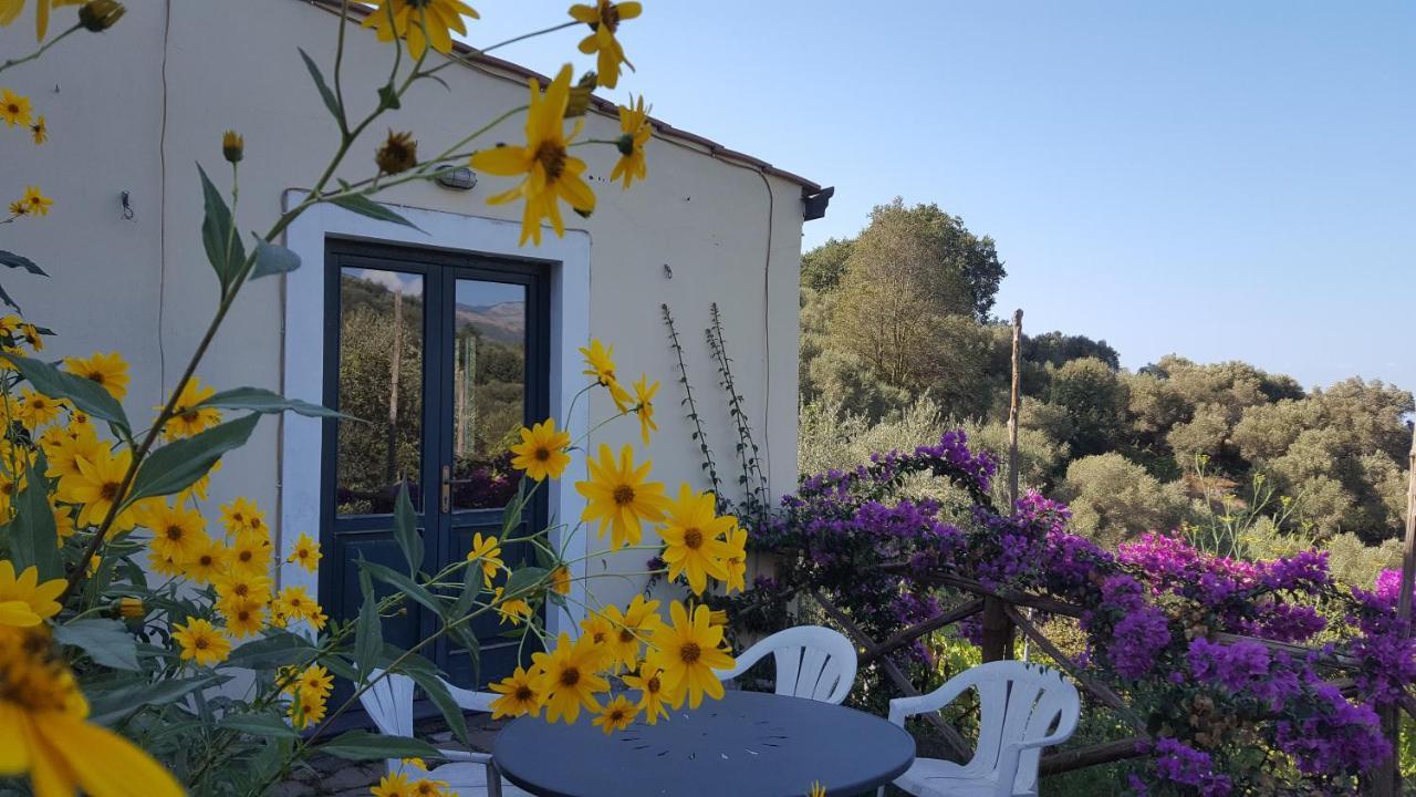 Gli Ulivi Agriturismo Sant'Agnello Ngoại thất bức ảnh
