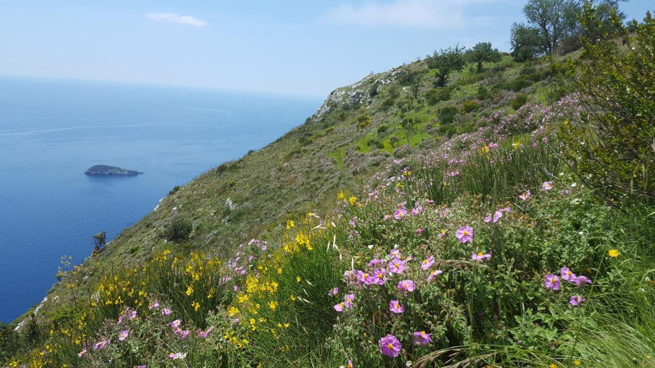 Gli Ulivi Agriturismo Sant'Agnello Ngoại thất bức ảnh